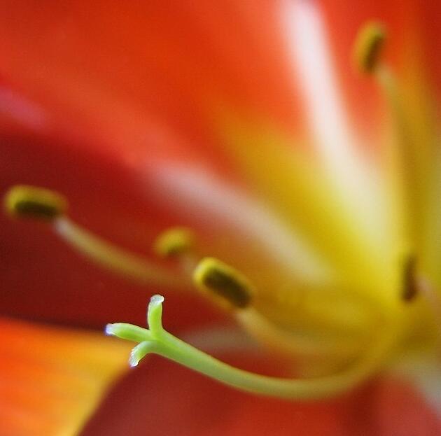 点击大图看下一张：君子兰花蕊特写图片