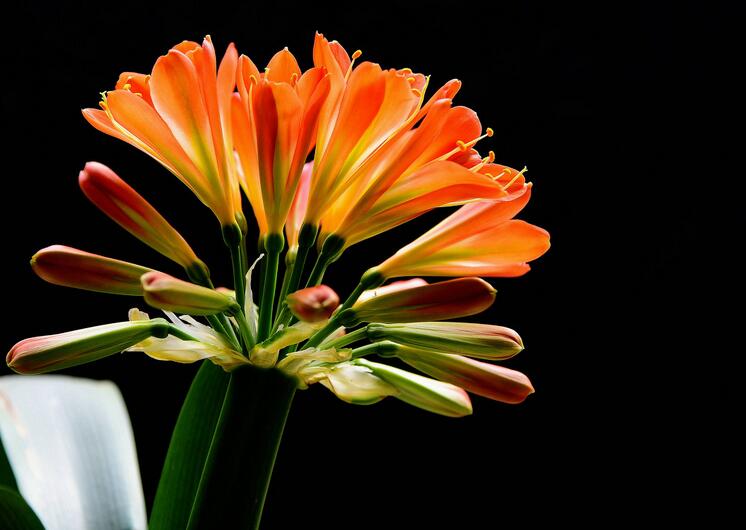 点击大图看下一张：君子兰花图片