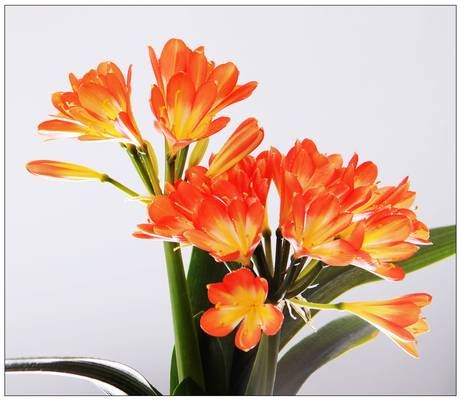 点击大图看下一张：君子兰开花图片