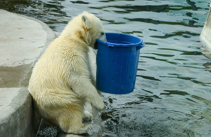点击大图看下一张：北极熊端桶喝水的图片 憨态十足
