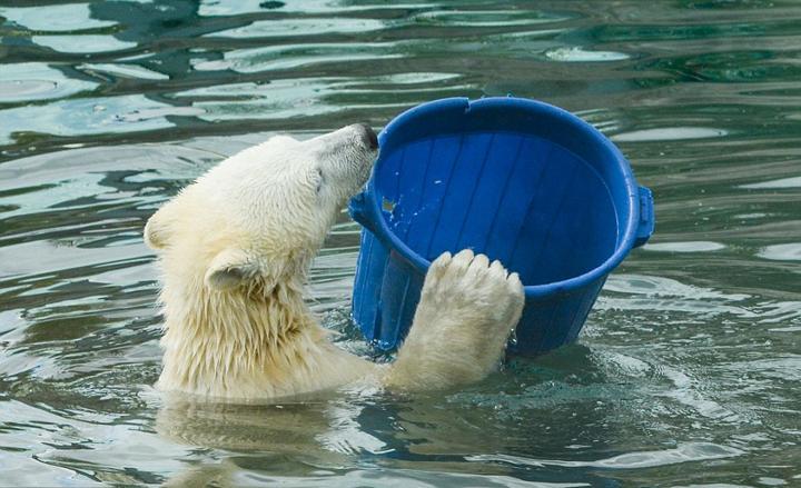 点击大图看下一张：北极熊端桶喝水的图片 憨态十足