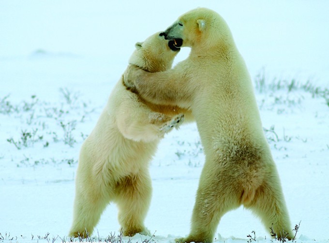 点击大图看下一张：北极熊图片