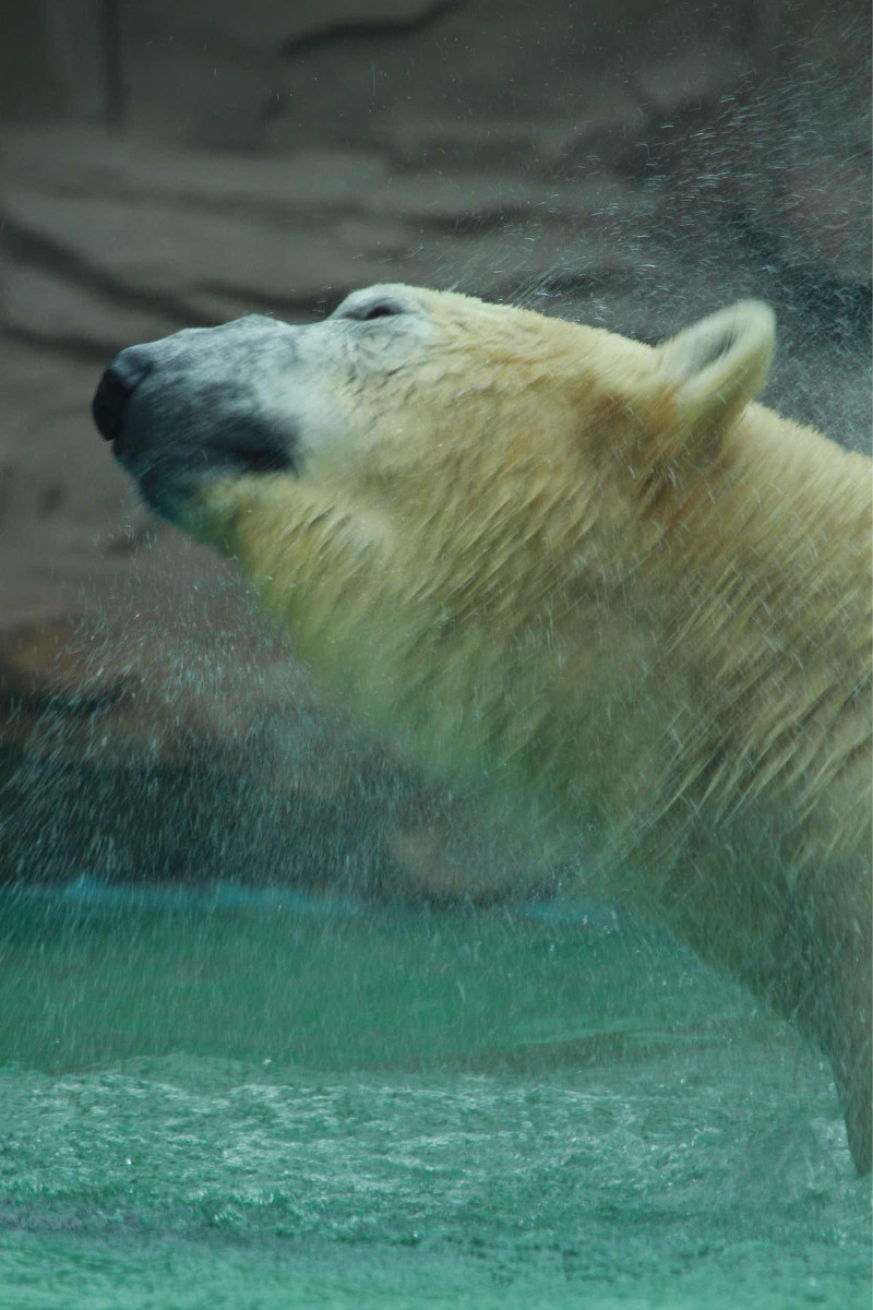 点击大图看下一张：水中的北极熊摄影图组