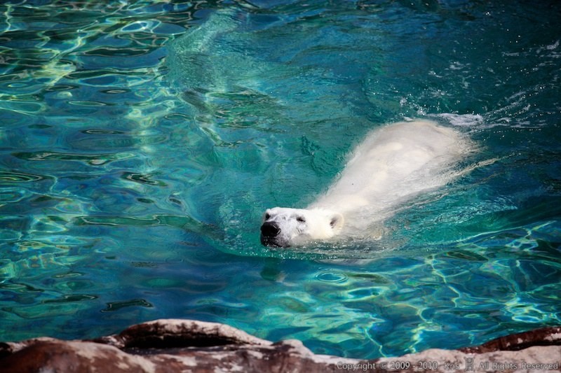 点击大图看下一张：水中的北极熊摄影图组