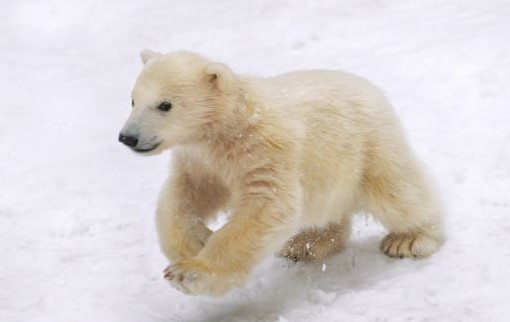 点击大图看下一张：小北极熊咬妈妈尾巴求关注
