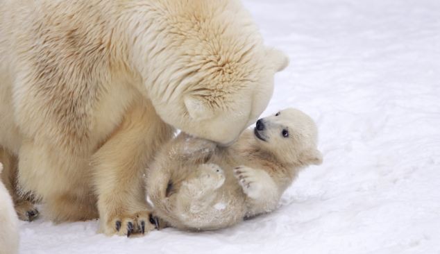点击大图看下一张：小北极熊咬妈妈尾巴求关注