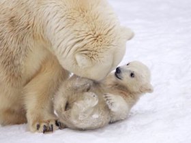 小北极熊咬妈妈尾巴求关注