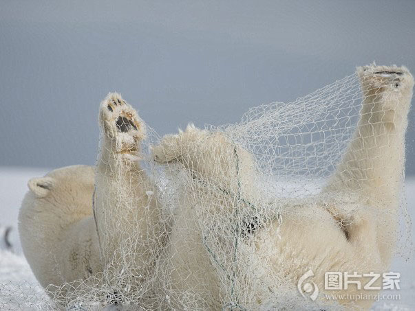 点击大图看下一张：自娱自乐的北极熊