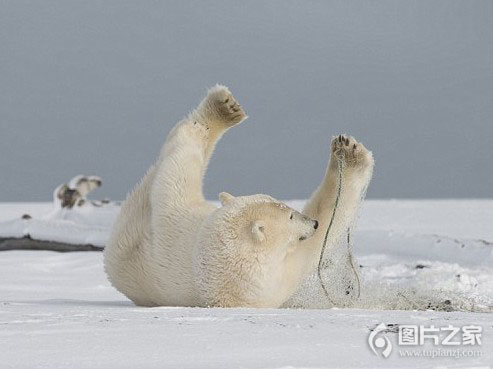 点击大图看下一张：自娱自乐的北极熊