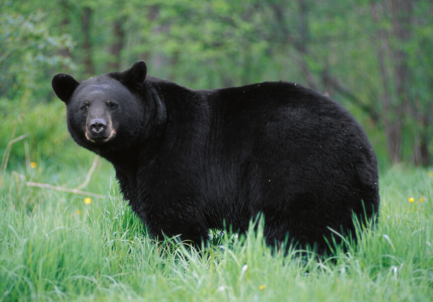 点击大图看下一张：美洲黑熊图片
