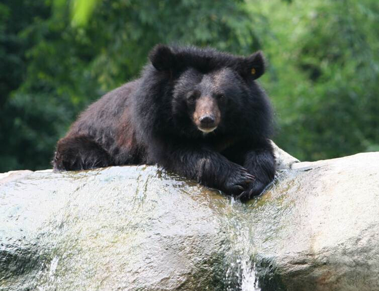 点击大图看下一张：亚洲黑熊图片