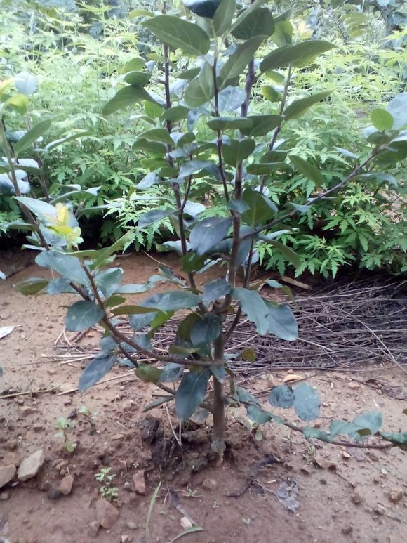 点击大图看下一张：山东西府海棠