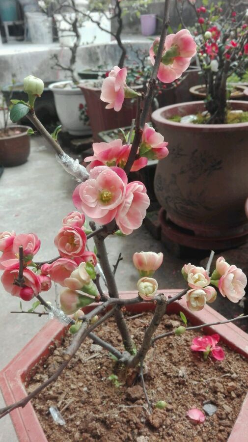 点击大图看下一张：一些海棠花