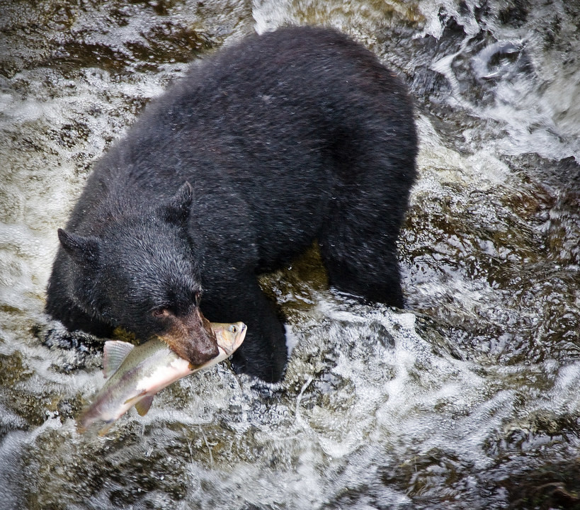 点击大图看下一张：捕鱼的阿拉斯加黑熊