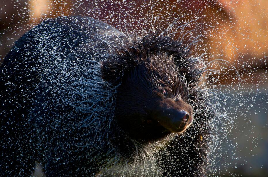 点击大图看下一张：黑熊出浴瞬间