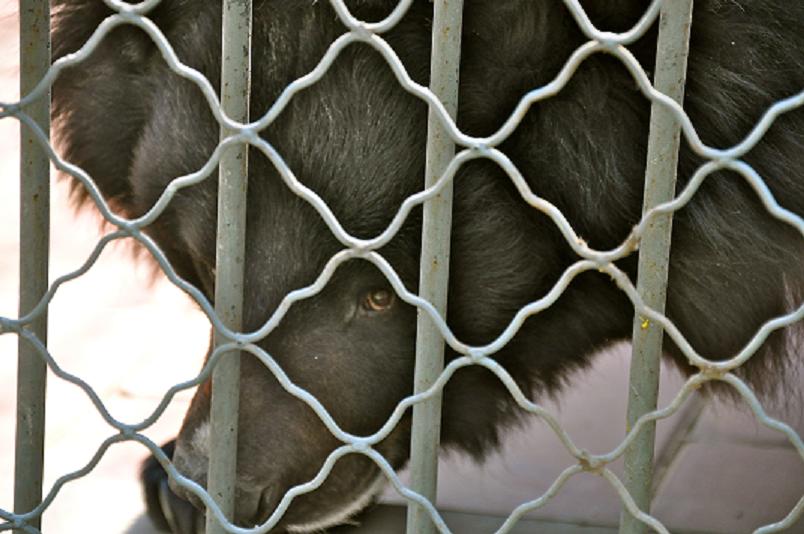 点击大图看下一张：笼子里的黑熊