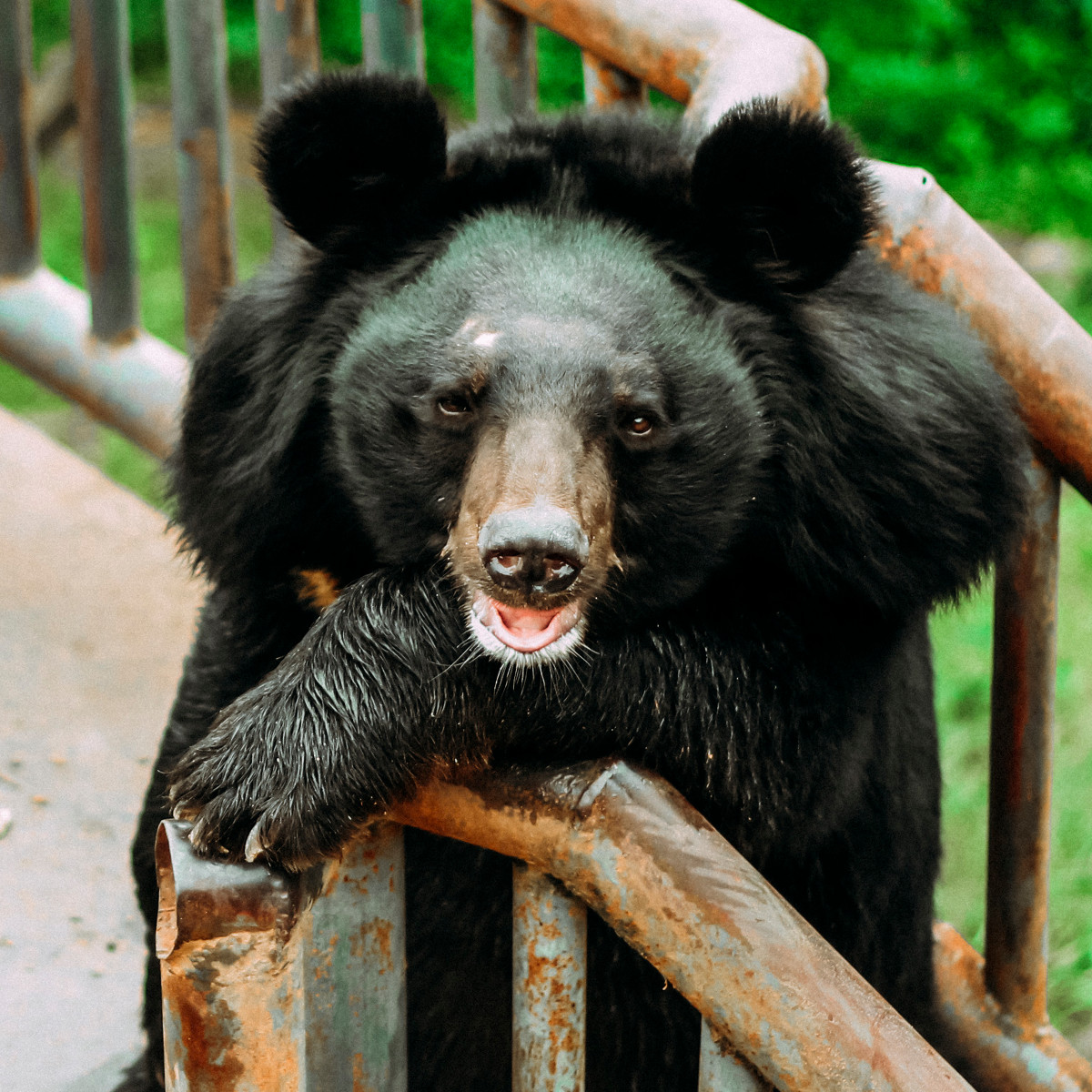 点击大图看下一张：萌萌的大黑熊图片
