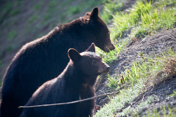 点击大图看下一张：山上偶遇两只大黑熊