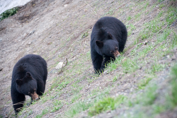 点击大图看下一张：山上偶遇两只大黑熊