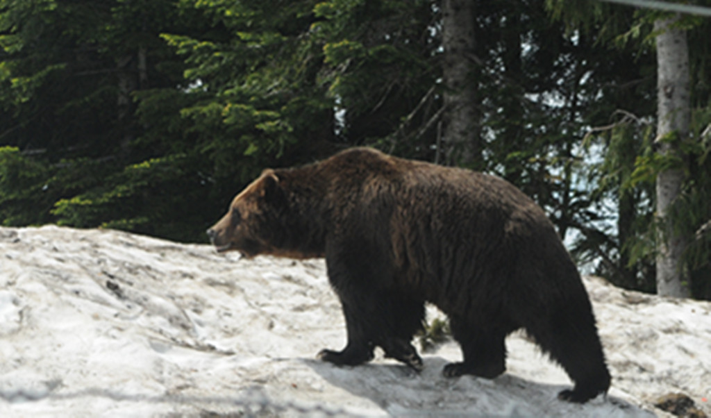 点击大图看下一张：温哥华雪山黑熊