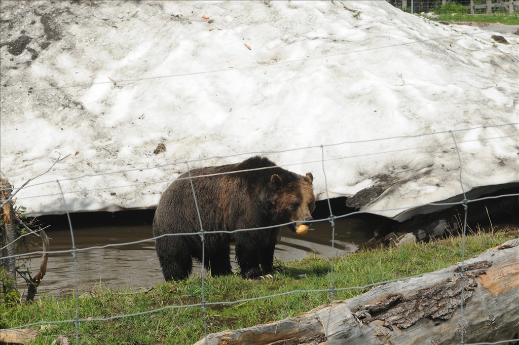 点击大图看下一张：温哥华雪山黑熊