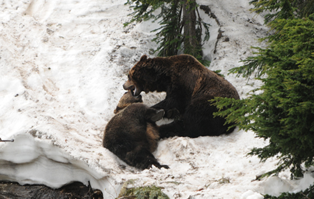 点击大图看下一张：温哥华雪山黑熊