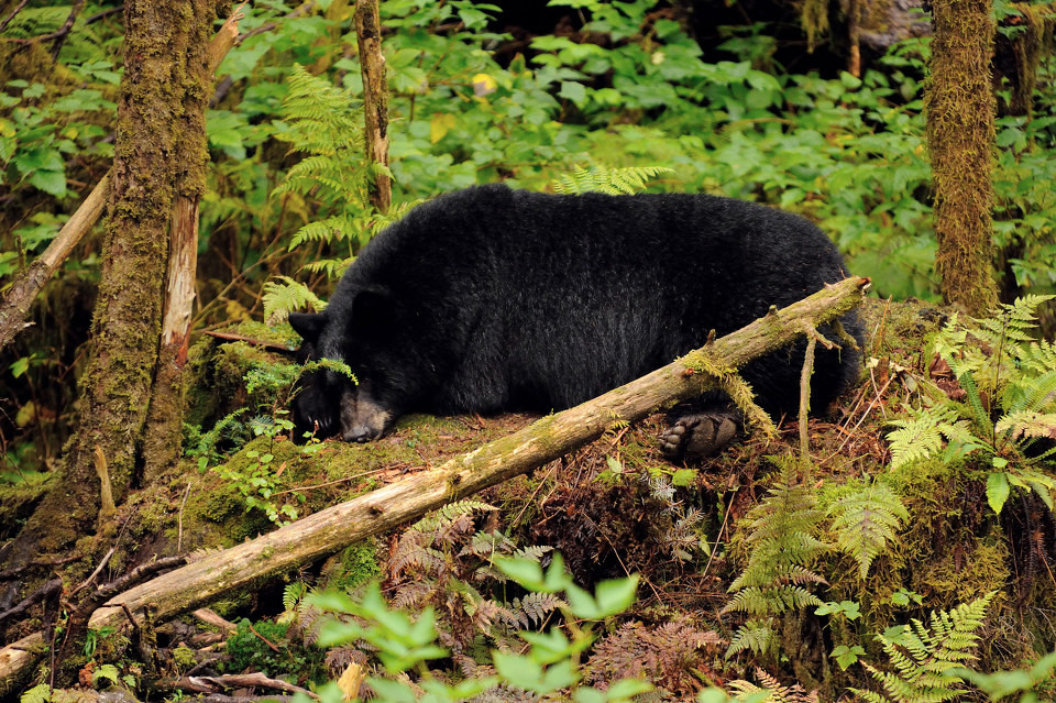 点击大图看下一张：野生黑熊高清图片