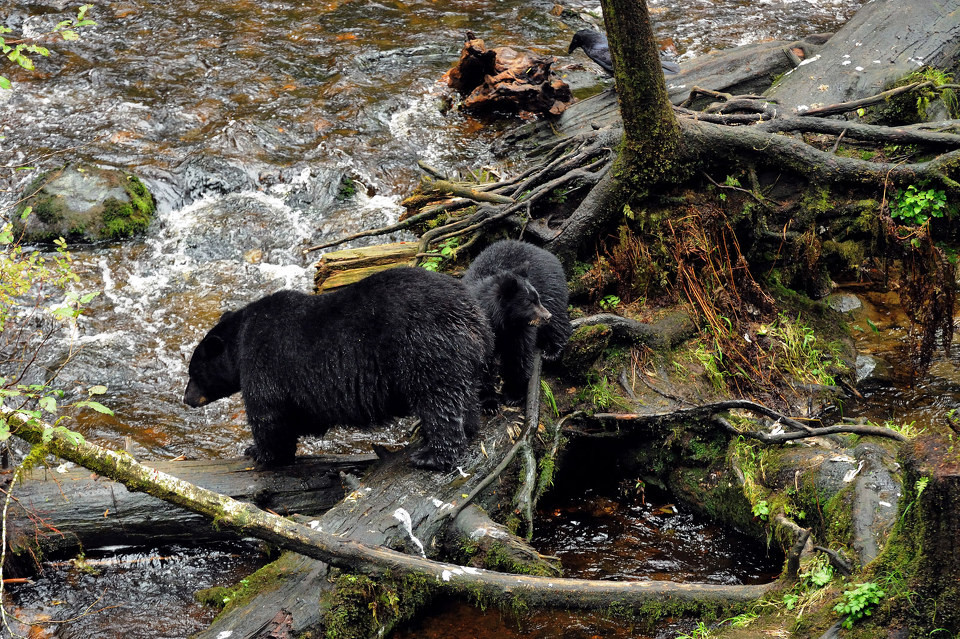 点击大图看下一张：野生黑熊高清图片