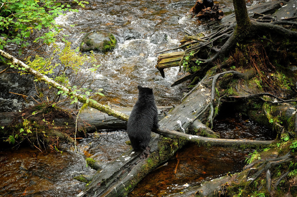 点击大图看下一张：野生黑熊高清图片