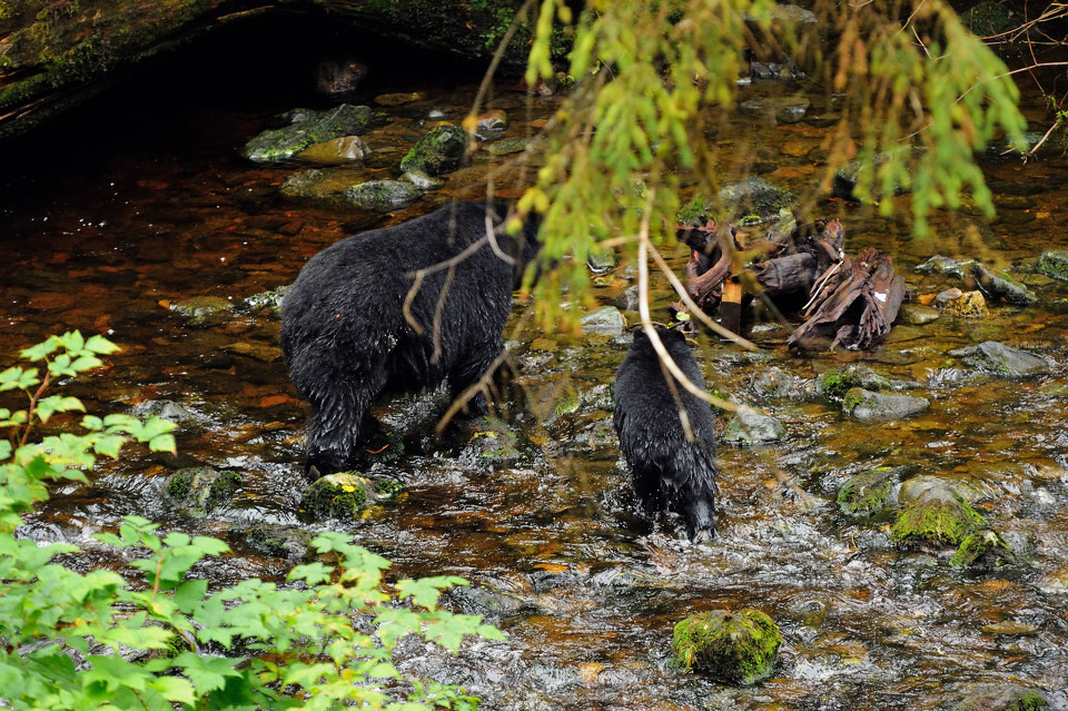 点击大图看下一张：野生黑熊高清图片