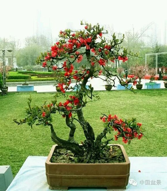 点击大图看下一张：海棠盆景欣赏