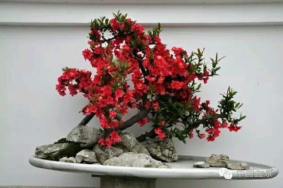 点击大图看下一张：海棠盆景欣赏