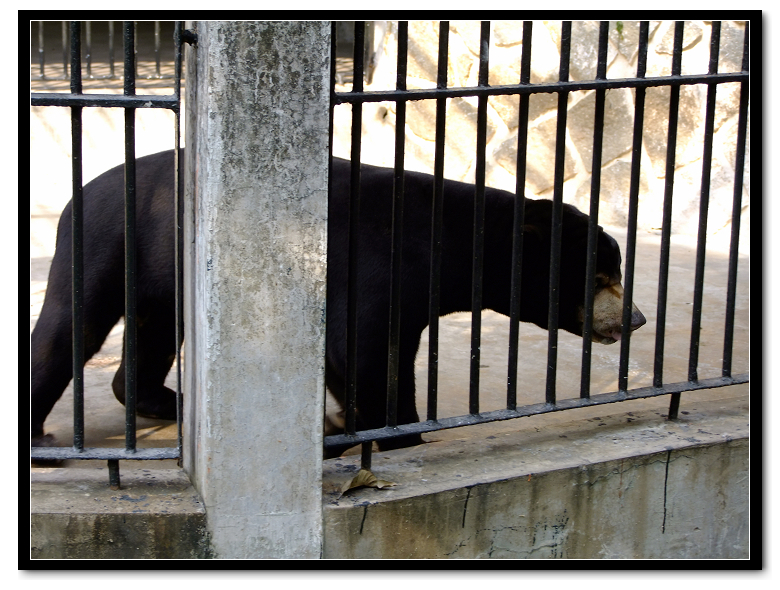 点击大图看下一张：动物园里的亚洲黑熊图片