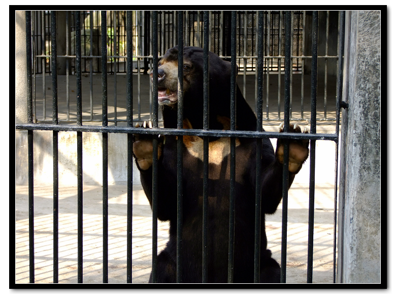 点击大图看下一张：动物园里的亚洲黑熊图片