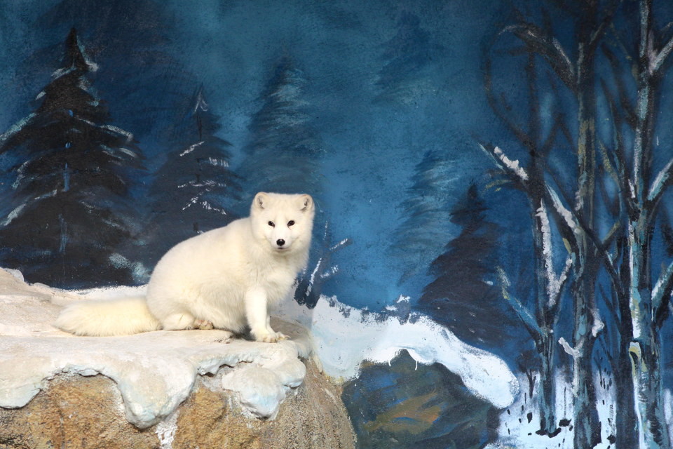 点击大图看下一张：高清纯白色北极狐狸图片