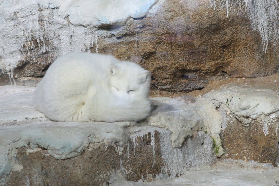 点击大图看下一张：高清纯白色北极狐狸图片