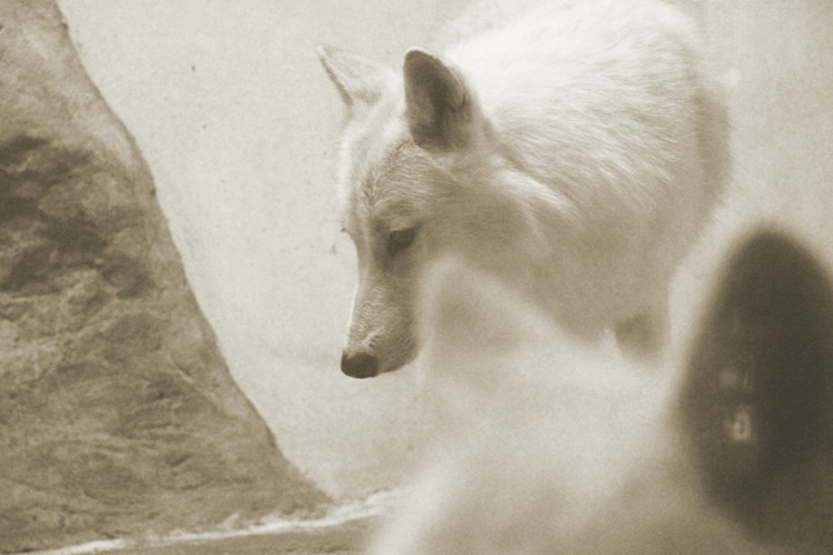 点击大图看下一张：海洋馆里的北极狼与北极狐狸