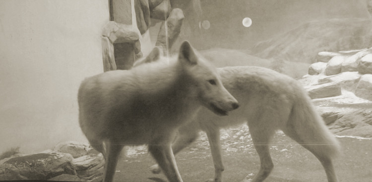 点击大图看下一张：海洋馆里的北极狼与北极狐狸