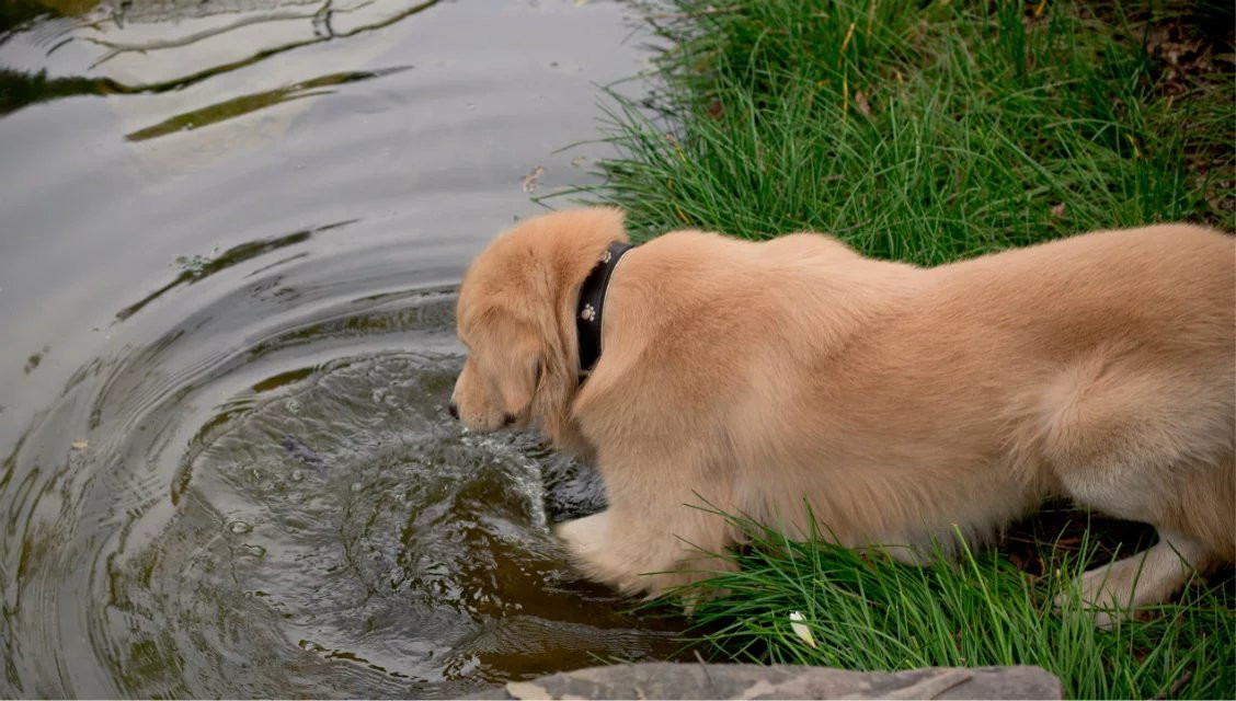 点击大图看下一张：爱吐舌头的金毛犬