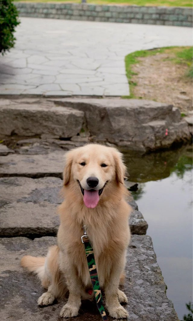 点击大图看下一张：爱吐舌头的金毛犬