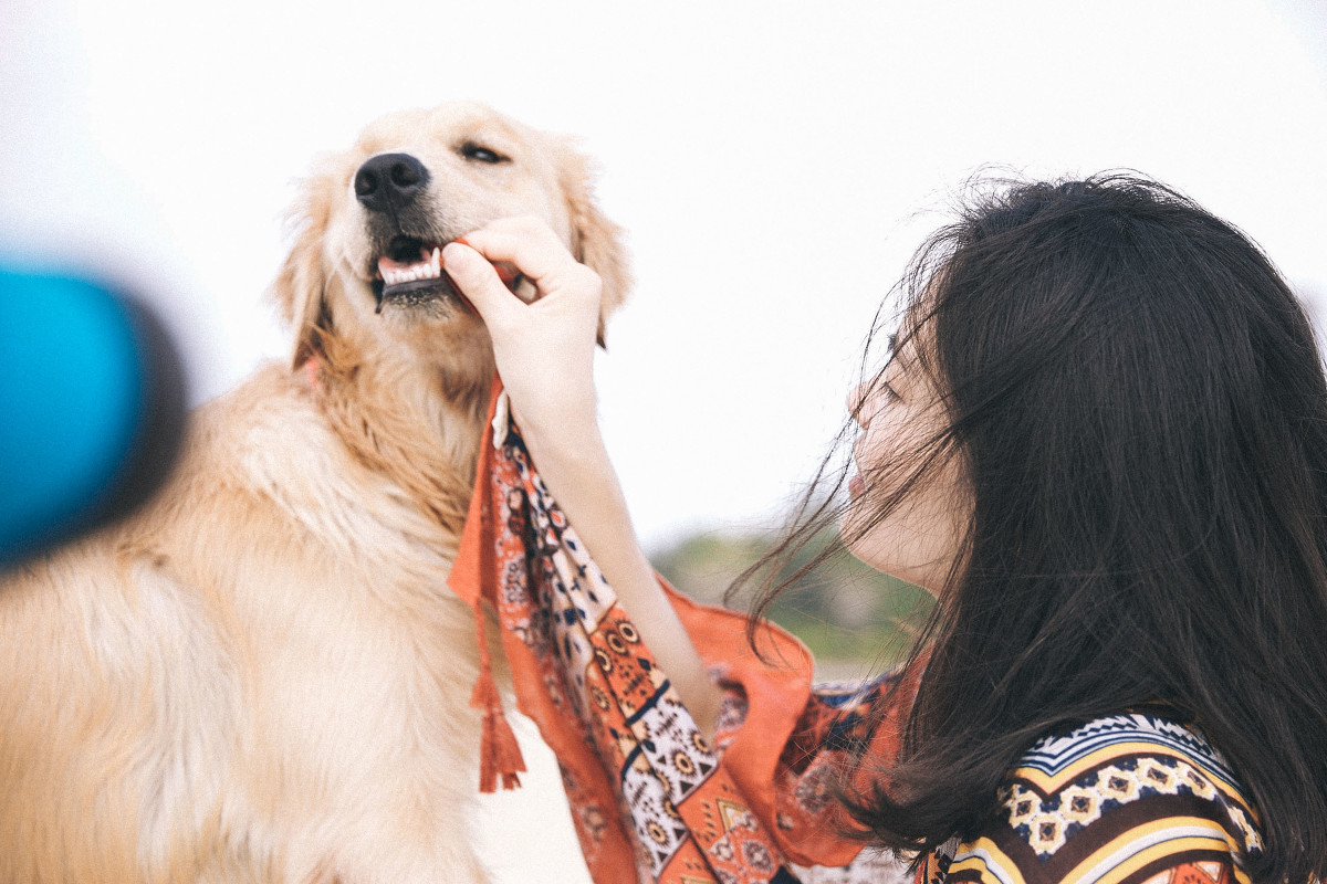 点击大图看下一张：带上金毛犬去旅行摄影图