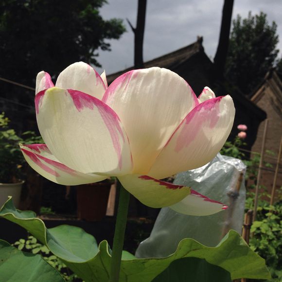 点击大图看下一张：大洒锦荷花开了