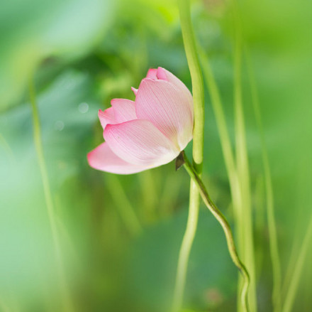 点击大图看下一张：荷花初放特写