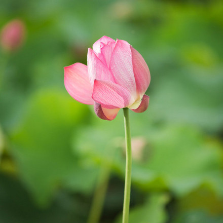 点击大图看下一张：荷花初放特写