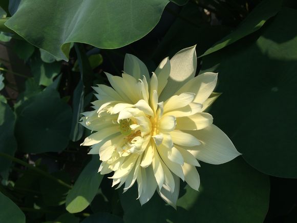 点击大图看下一张：秣陵秋色荷花