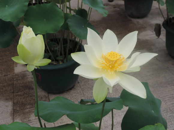 点击大图看下一张：少瓣类黄莲型荷花