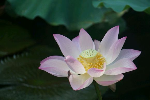 点击大图看下一张：深圳的荷花