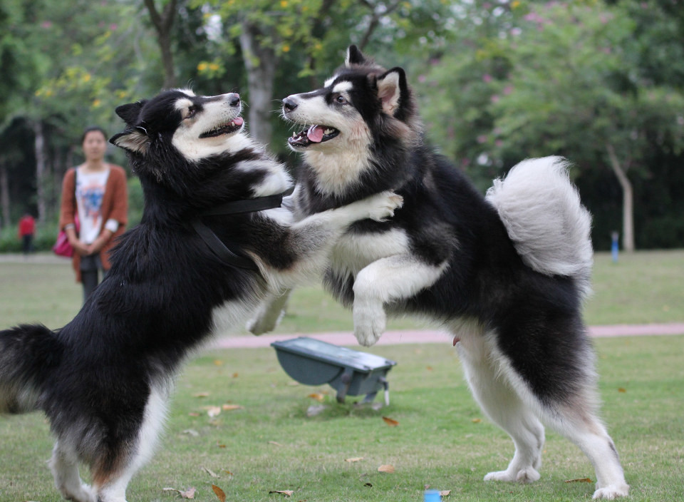 点击大图看下一张：一群阿拉斯加犬的聚会