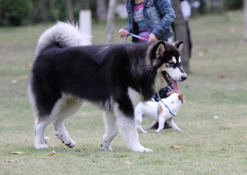 点击大图看下一张：一群阿拉斯加犬的聚会