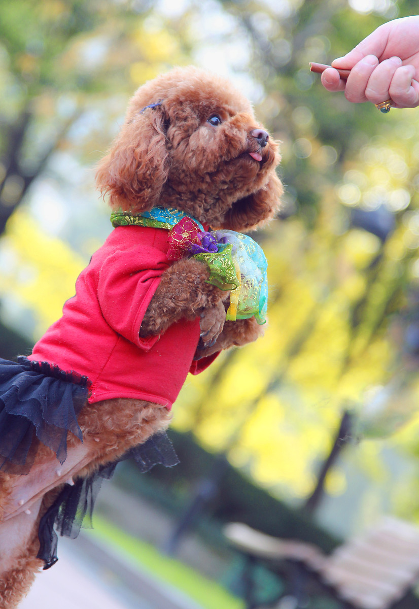 点击大图看下一张：穿衣服的棕色泰迪犬